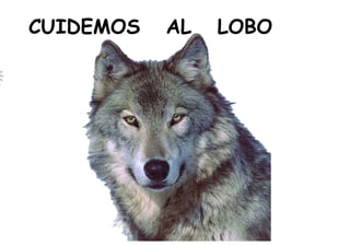 CUIDEMOS AL LOBO
 