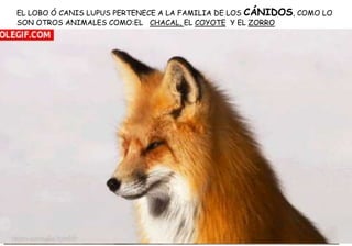EL LOBO Ó CANIS LUPUS PERTENECE A LA FAMILIA DE LOS CÁNIDOS, COMO LO
SON OTROS ANIMALES COMO:EL CHACAL, EL COYOTE Y EL ZORRO
 