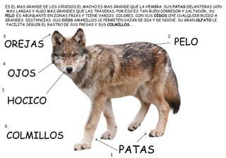 ES EL MAS GRANDE DE LOS CÁNIDOS.EL MACHO ES MAS GRANDE QUE LA HEMBRA. SUS PATAS DELANTERAS SON
MAS LARGAS Y ALGO MAS GRANDES QUE LAS TRASERAS, POR ESO ES TAN BUEN CORREDOR Y SALTADOR., SU
PELO ES ABUNDANTE EN ZONAS FRIAS Y TIENE VARIOS COLORES. CON SUS OÍDOS OYE CUALQUIER RUIDO A
GRANDES DISTANCIAS. SUS OJOS AMARILLOS LE PERMITEN CAZAR DE DIA Y DE NOCHE. SU GRAN OLFATO LE
FACILITA SEGUIR EL RASTRO DE SUS PRESAS Y SUS COLMILLOS….
PATAS
PELO
OREJAS
OJOS
HOCICO
COLMILLOS
2
1
3
4
5
6
 