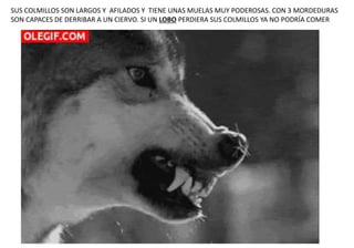 SUS COLMILLOS SON LARGOS Y AFILADOS Y TIENE UNAS MUELAS MUY PODEROSAS. CON 3 MORDEDURAS
SON CAPACES DE DERRIBAR A UN CIERVO. SI UN LOBO PERDIERA SUS COLMILLOS YA NO PODRÍA COMER
 