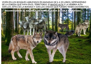 VIVEN EN LOS BOSQUES AGRUPADOS EN MANADAS DE 6 A 20 LOBOS, DEPENDIENDO
DE LA COMIDA QUE HAYA EN EL TERRITORIO. El MACHO ALFA Y LA HEMBRA ALFA
SON LOS JEFES DE LA MANADA Y SON LOS UNICOS QUE PUEDEN TENER CACHORRITOS.
RECONOCERÉIS AL MACHO ALFA PORQUE LLEVA LA COLA LEVANTADA
 