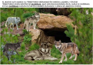 EL MACHO ALFA MARCA SU TERRITORIO ORINANDO EN VARIOS LUGARES, Y EN ESE
TERRITORIO VIVEN DENTRO DE GUARIDAS, QUE SON EXCAVACIONES EN EL SUELO O CAVERNAS.
ESTAS CAVERNAS SUELEN ESTAR EN LUGARES ELEVADOS Y CERCA DE ARROYOS O RÍOS.
 
