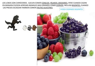 LOS LOBOS SON CARNÍVOROS . SUELEN COMER CONEJOS, PÁJAROS ,ROEDORES, PERO CUANDO CAZAN
EN MANADA PUEDEN APRESAR ANIMALES MAS GRANDES COMO CIERVOS, INCLUSO BISONTES. CUANDO
LAS PRESAS ESCASEAN TAMBIEN COMEN FRUTAS SILVESTRES.
VIDEO CAZANDO BISONTES
 