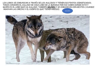 LOS LOBOS SE COMUNICAN A TRAVÉS DE LOS AULLIDOS Y TIENEN DISTINTOS SIGNIFICADOS.
TODOS CONOCEN EL AULLIDO DE CADA LOBO DE LA MANADA POR ESO SABEN DONDE ESTÁ Y
QUIEN ES EL LOBO QUE HA AULLADO. TAMBIEN GRUÑEN Y SE COMUNICAN CON GESTOS ( CUANDO
AGACHAN LAS OREJAS Y EL CUERPO ES QUE TIENEN MIEDO)
AULLIDO
 