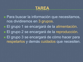 TAREA

 Para buscar la información que necesitamos,
  nos dividiremos en 3 grupos.
 El grupo 1 se encargará de la alimentación.

 El grupo 2 se encargará de la reproducción.

 El grupo 3 se encargará de cómo hacer para
  respetarlos y demás cuidados que necesiten.
 