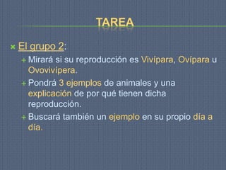 TAREA

   El grupo 2:
     Mirará si su reproducción es Vivípara, Ovípara u
      Ovovivípera.
     Pondrá 3 ejemplos de animales y una
      explicación de por qué tienen dicha
      reproducción.
     Buscará también un ejemplo en su propio día a
      día.
 