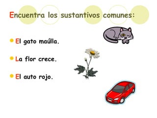 Encuentra los sustantivos comunes:
El gato maúlla.
La flor crece.
El auto rojo.
 