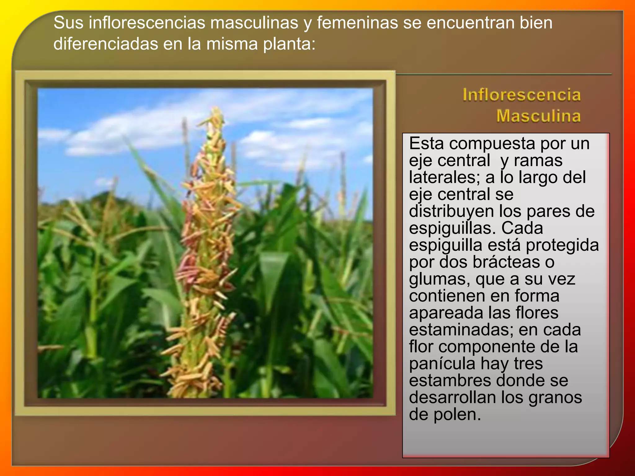 Sus inflorescencias masculinas y femeninas se encuentran bien 
diferenciadas en la misma planta: 
Esta compuesta por un 
eje central y ramas 
laterales; a lo largo del 
eje central se 
distribuyen los pares de 
espiguillas. Cada 
espiguilla está protegida 
por dos brácteas o 
glumas, que a su vez 
contienen en forma 
apareada las flores 
estaminadas; en cada 
flor componente de la 
panícula hay tres 
estambres donde se 
desarrollan los granos 
de polen. 
 