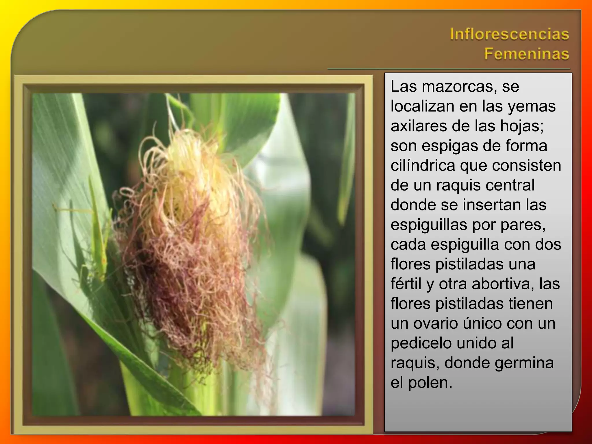 Las mazorcas, se 
localizan en las yemas 
axilares de las hojas; 
son espigas de forma 
cilíndrica que consisten 
de un raquis central 
donde se insertan las 
espiguillas por pares, 
cada espiguilla con dos 
flores pistiladas una 
fértil y otra abortiva, las 
flores pistiladas tienen 
un ovario único con un 
pedicelo unido al 
raquis, donde germina 
el polen. 
 