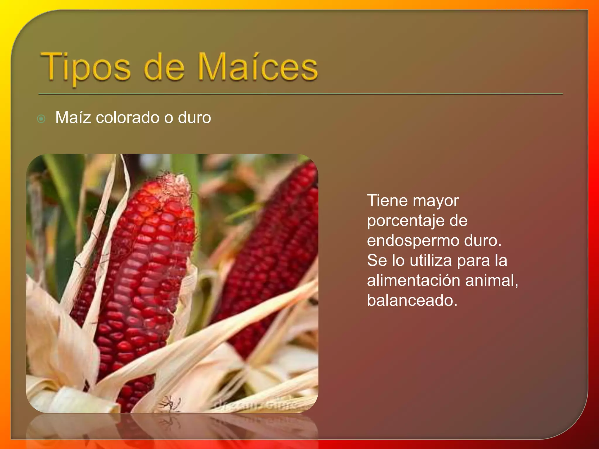  Maíz colorado o duro 
Tiene mayor 
porcentaje de 
endospermo duro. 
Se lo utiliza para la 
alimentación animal, 
balanceado. 
 