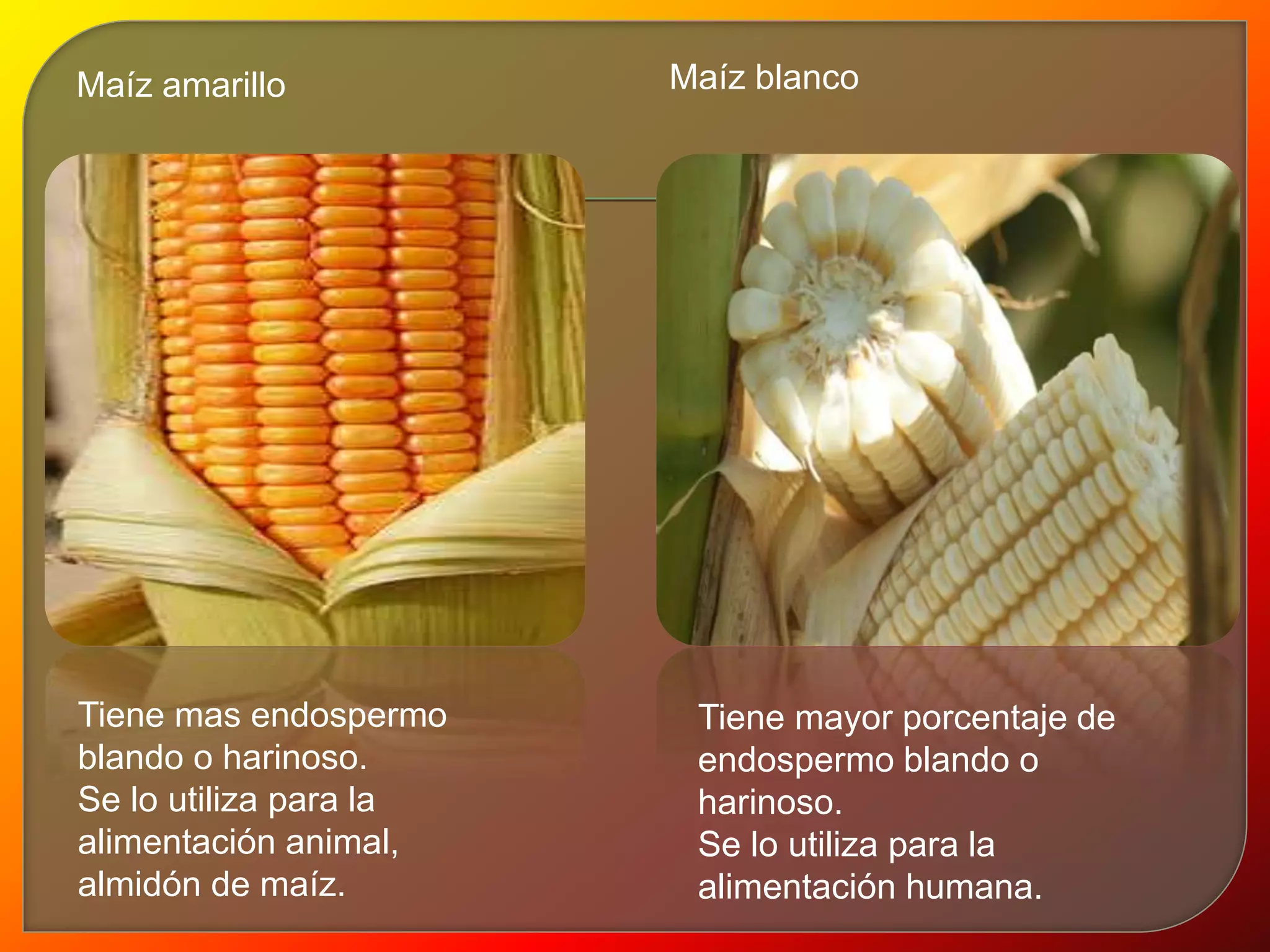 Maíz amarillo 
Tiene mas endospermo 
blando o harinoso. 
Se lo utiliza para la 
alimentación animal, 
almidón de maíz. 
Maíz blanco 
Tiene mayor porcentaje de 
endospermo blando o 
harinoso. 
Se lo utiliza para la 
alimentación humana. 
 