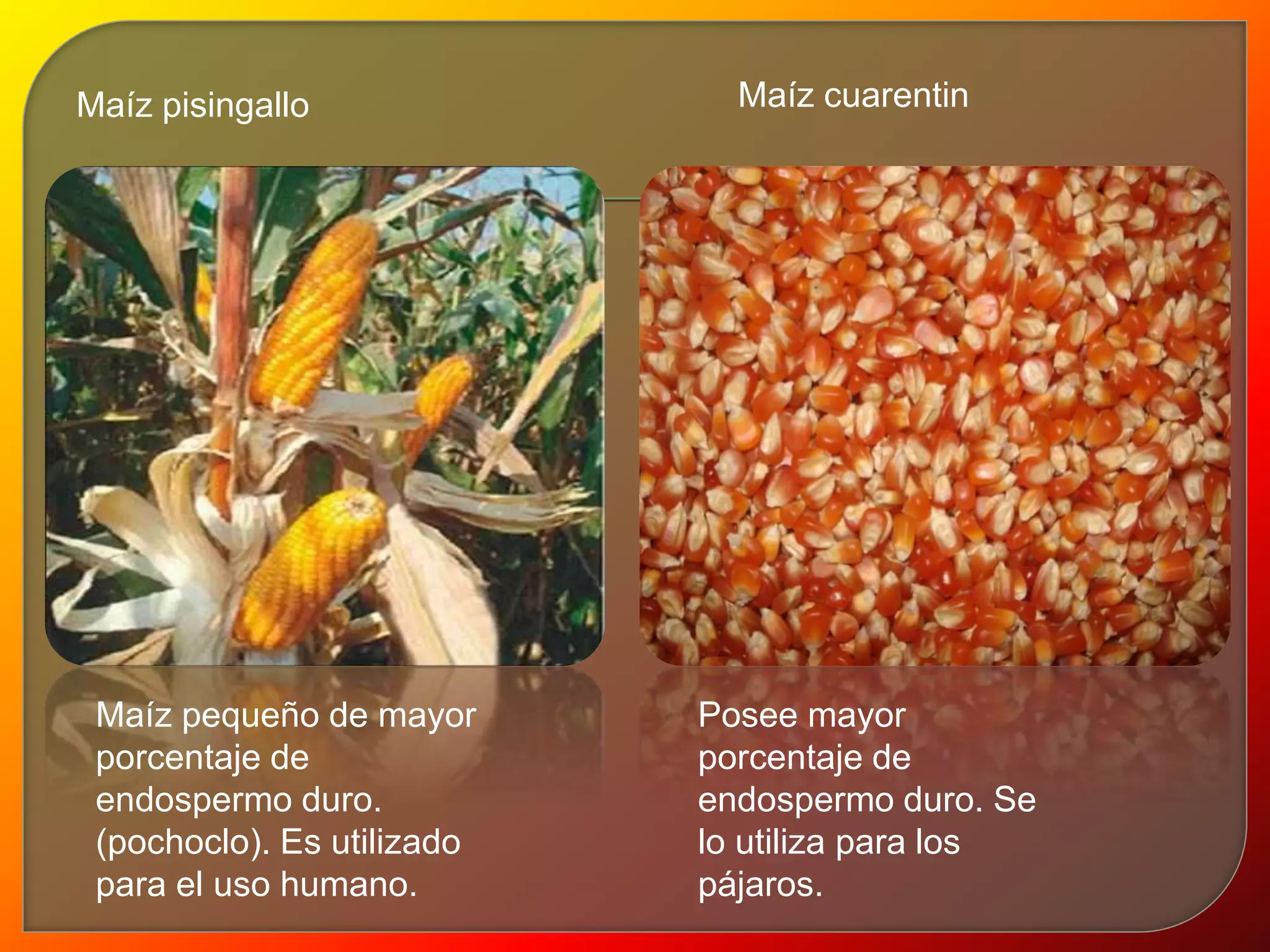 Maíz pisingallo 
Maíz pequeño de mayor 
porcentaje de 
endospermo duro. 
(pochoclo). Es utilizado 
para el uso humano. 
Maíz cuarentin 
Posee mayor 
porcentaje de 
endospermo duro. Se 
lo utiliza para los 
pájaros. 
 