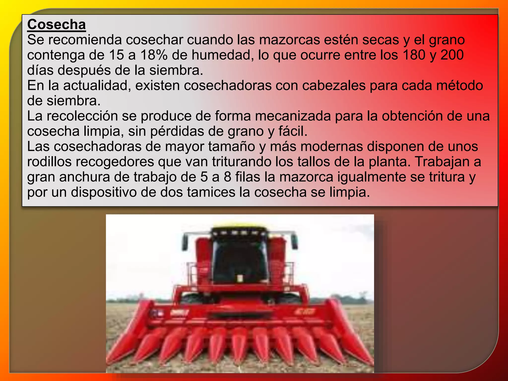 Cosecha 
Se recomienda cosechar cuando las mazorcas estén secas y el grano 
contenga de 15 a 18% de humedad, lo que ocurre entre los 180 y 200 
días después de la siembra. 
En la actualidad, existen cosechadoras con cabezales para cada método 
de siembra. 
La recolección se produce de forma mecanizada para la obtención de una 
cosecha limpia, sin pérdidas de grano y fácil. 
Las cosechadoras de mayor tamaño y más modernas disponen de unos 
rodillos recogedores que van triturando los tallos de la planta. Trabajan a 
gran anchura de trabajo de 5 a 8 filas la mazorca igualmente se tritura y 
por un dispositivo de dos tamices la cosecha se limpia. 
 