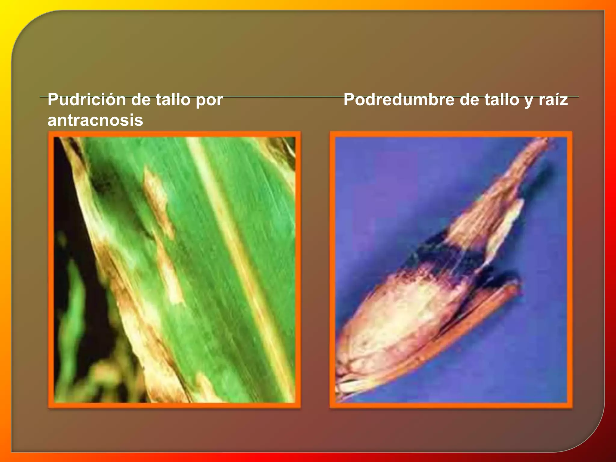 Pudrición de tallo por 
antracnosis 
Podredumbre de tallo y raíz 
 