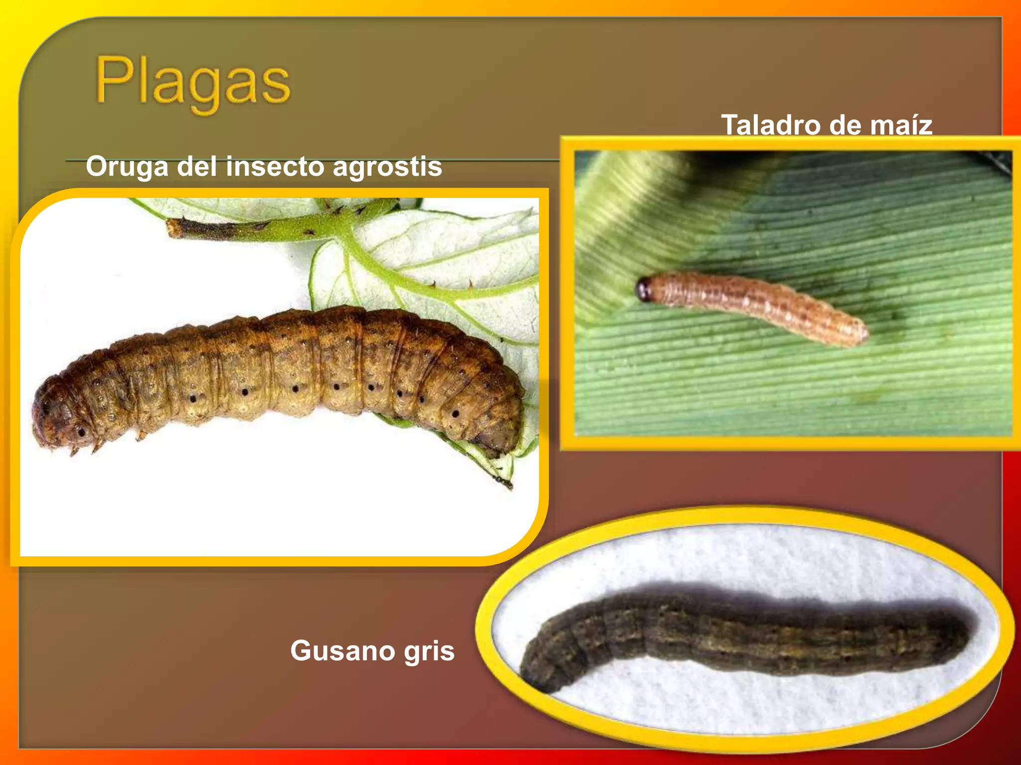 Oruga del insecto agrostis 
Taladro de maíz 
Gusano gris 
 