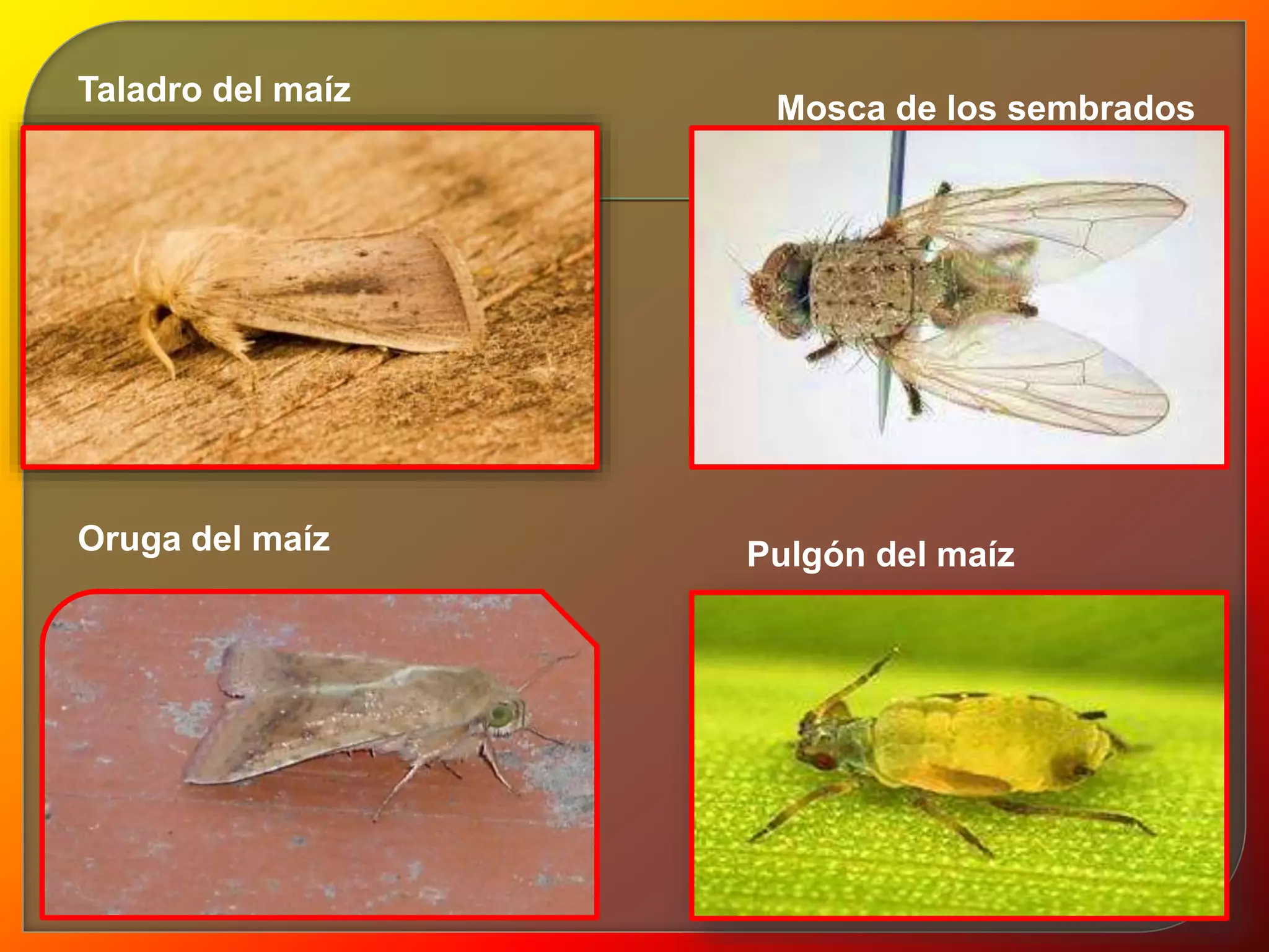 Taladro del maíz 
Mosca de los sembrados 
Oruga del maíz Pulgón del maíz 
 