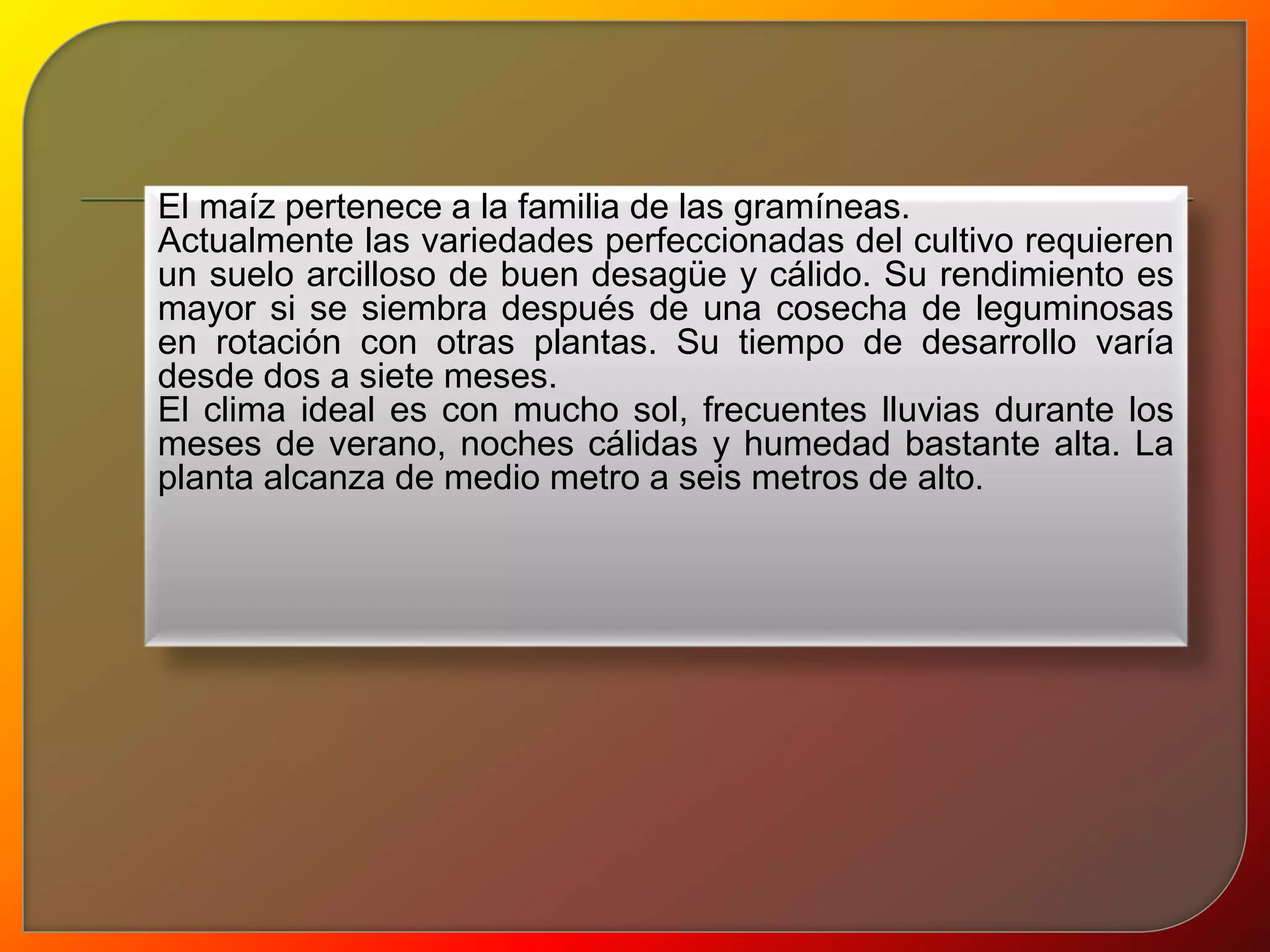 El maíz pertenece a la familia de las gramíneas. 
Actualmente las variedades perfeccionadas del cultivo requieren 
un suelo arcilloso de buen desagüe y cálido. Su rendimiento es 
mayor si se siembra después de una cosecha de leguminosas 
en rotación con otras plantas. Su tiempo de desarrollo varía 
desde dos a siete meses. 
El clima ideal es con mucho sol, frecuentes lluvias durante los 
meses de verano, noches cálidas y humedad bastante alta. La 
planta alcanza de medio metro a seis metros de alto. 
 
