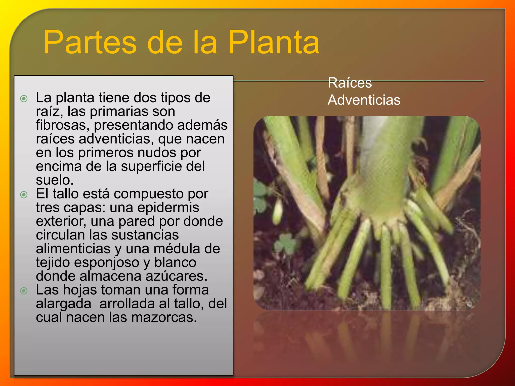  La planta tiene dos tipos de 
raíz, las primarias son 
fibrosas, presentando además 
raíces adventicias, que nacen 
en los primeros nudos por 
encima de la superficie del 
suelo. 
 El tallo está compuesto por 
tres capas: una epidermis 
exterior, una pared por donde 
circulan las sustancias 
alimenticias y una médula de 
tejido esponjoso y blanco 
donde almacena azúcares. 
 Las hojas toman una forma 
alargada arrollada al tallo, del 
cual nacen las mazorcas. 
Raíces 
Adventicias 
Partes de la Planta 
 