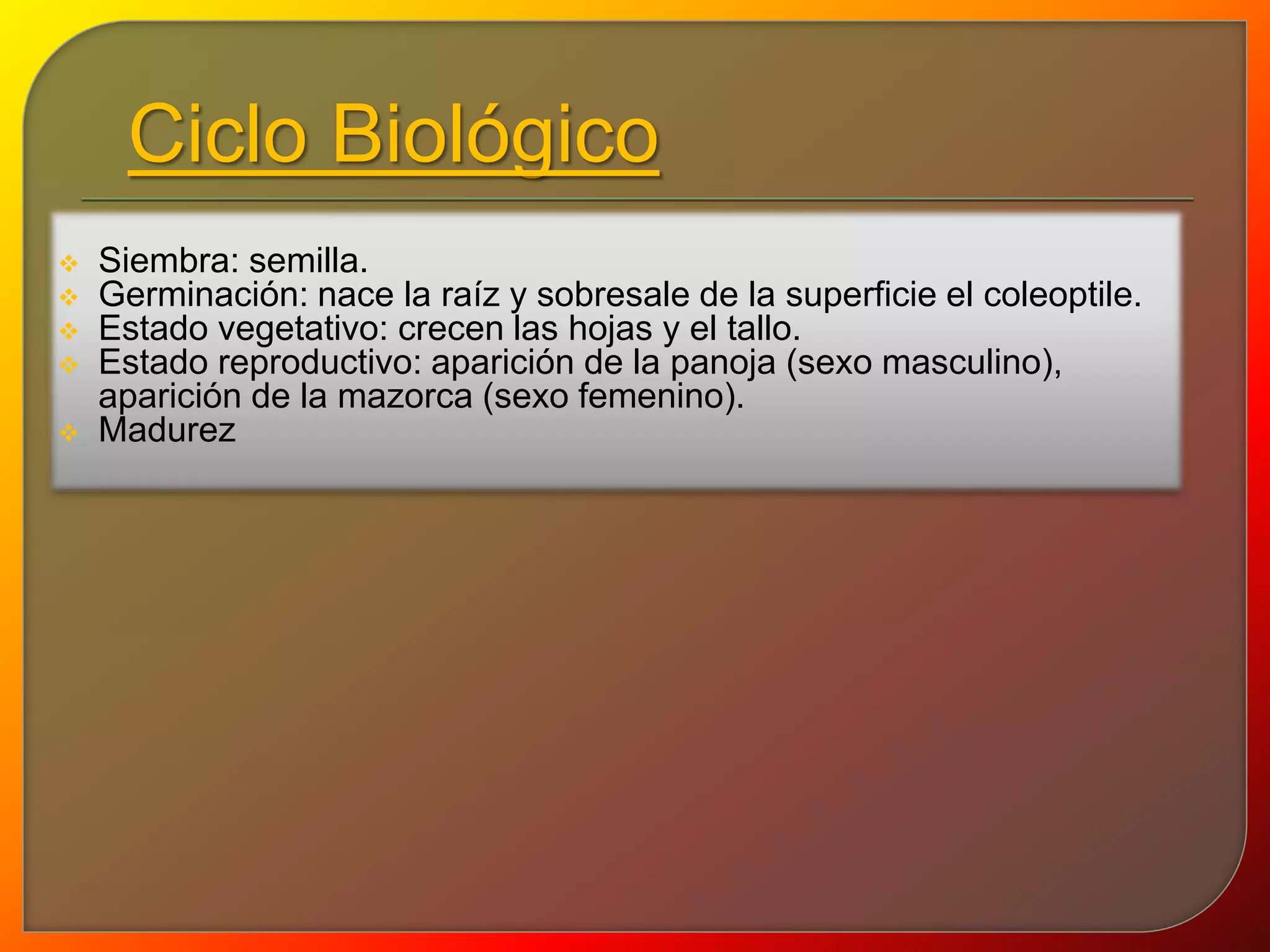 Ciclo Biológico 
 Siembra: semilla. 
 Germinación: nace la raíz y sobresale de la superficie el coleoptile. 
 Estado vegetativo: crecen las hojas y el tallo. 
 Estado reproductivo: aparición de la panoja (sexo masculino), 
aparición de la mazorca (sexo femenino). 
 Madurez 
 