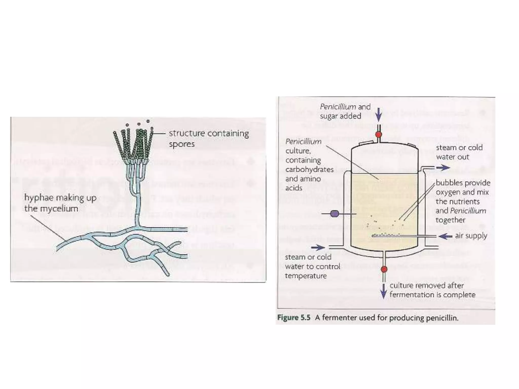 Powerpoint making use of enzymes