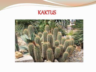 KAKTUS
 