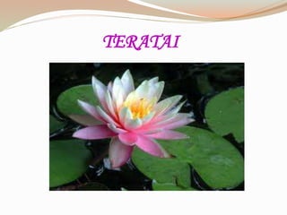 TERATAI
 