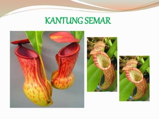 KANTUNG SEMAR
 
