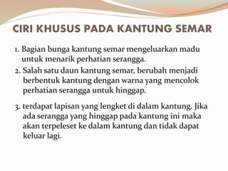 CIRI KHUSUS PADA KANTUNG SEMAR
1. Bagian bunga kantung semar mengeluarkan madu
untuk menarik perhatian serangga.
2. Salah satu daun kantung semar, berubah menjadi
berbentuk kantung dengan warna yang mencolok
perhatian serangga untuk hinggap.
3. terdapat lapisan yang lengket di dalam kantung. Jika
ada serangga yang hinggap pada kantung ini maka
akan terpeleset ke dalam kantung dan tidak dapat
keluar lagi.
 