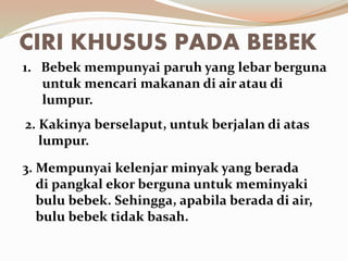 CIRI KHUSUS PADA BEBEK
1. Bebek mempunyai paruh yang lebar berguna
untuk mencari makanan di air atau di
lumpur.
2. Kakinya berselaput, untuk berjalan di atas
lumpur.
3. Mempunyai kelenjar minyak yang berada
di pangkal ekor berguna untuk meminyaki
bulu bebek. Sehingga, apabila berada di air,
bulu bebek tidak basah.
 