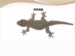 CICAK
 