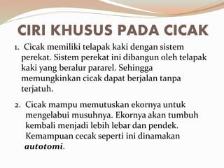 CIRI KHUSUS PADA CICAK
1. Cicak memiliki telapak kaki dengan sistem
perekat. Sistem perekat ini dibangun oleh telapak
kaki yang beralur pararel. Sehingga
memungkinkan cicak dapat berjalan tanpa
terjatuh.
2. Cicak mampu memutuskan ekornya untuk
mengelabui musuhnya. Ekornya akan tumbuh
kembali menjadi lebih lebar dan pendek.
Kemampuan cecak seperti ini dinamakan
autotomi.
 