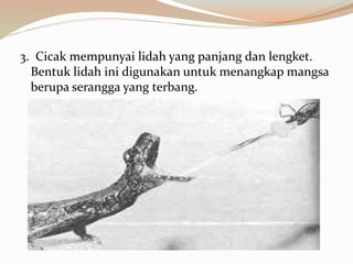 3. Cicak mempunyai lidah yang panjang dan lengket.
Bentuk lidah ini digunakan untuk menangkap mangsa
berupa serangga yang terbang.
 