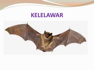 KELELAWAR
 