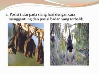 4. Posisi tidur pada siang hari dengan cara
menggantung dan posisi badan yang terbalik.
 