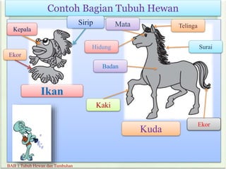 Contoh Bagian Tubuh Hewan
BAB 1 Tubuh Hewan dan Tumbuhan
Ikan
Sirip
Sayap
Kaki
Kuda
Kepala
Ekor
Mata
Kaki
Hidung
Badan
Telinga
Surai
Ekor
 