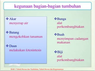 Akar
menyerap air
Batang
mengokohkan tanaman
Daun
melakukan fotosintesis
Bunga
alat
perkembangbiakan
Buah
menyimpan cadangan
makanan
Biji
alat
perkembangbiakan
BAB 1 Tubuh Hewan dan Tumbuhan, Tubuh Hewan dan Kegunaannya
kegunaan bagian-bagian tumbuhan
 