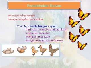 sama seperti halnya manusia
hewan pun mengalami pertumbuhan
Contoh pertumbuhan pada ayam:
dari telur yang dierami induknya
kemudian menetas
menjadi anak ayam
hingga menjadi ayam dewasa
Pertumbuhan Hewan
 