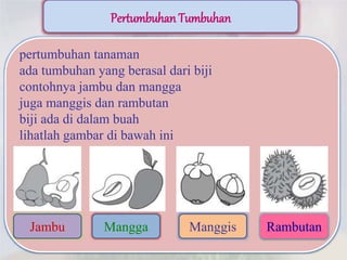 Pertumbuhan Tumbuhan
pertumbuhan tanaman
ada tumbuhan yang berasal dari biji
contohnya jambu dan mangga
juga manggis dan rambutan
biji ada di dalam buah
lihatlah gambar di bawah ini
Jambu Mangga Manggis Rambutan
 