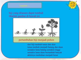 biji yang ditanam dapat tumbuh
lihatlah gambar di bawah ini
dari biji tumbuh tunas dan akar
tunas tumbuh menjadi batang dan daun
semakin lama batang semakin tinggi
semakin lama daun bertambah banyak
akhirnya tumbuhan menjadi besar
Lanjutan ....
pertumbuhan biji menjadi pohon
 