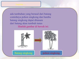 Lanjutan ......
ada tumbuhan yang berasal dari batang
contohnya pohon singkong dan bambu
batang singkong dapat ditanam
dari batang akan tumbuh tunas
lihatlah gambar di bawah ini:
Batang singkong pohon singkong
 