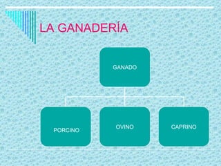 LA GANADERÍA GANADO PORCINO OVINO CAPRINO 