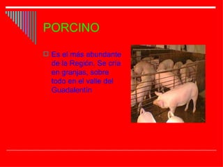 PORCINO Es el más abundante de la Región. Se cría en granjas, sobre todo en el valle del Guadalentín 