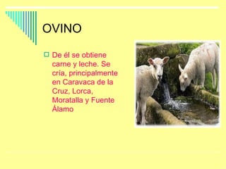 OVINO De él se obtiene carne y leche. Se cría, principalmente en Caravaca de la Cruz, Lorca, Moratalla y Fuente Álamo 