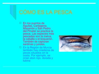 CÓMO ES LA PESCA En los puertos de Águilas, Cartagena, Mazarrón y San Pedro del Pinatar se practica la pesca. Las especies más pescadas son la melva, la caballa y el boquerón. También se capturan sardinas y jureles.   En la Región de Murcia también hay criaderos de peces situados en la costa. Por ejemplo, se crían atún rojo, dorada y lubina 