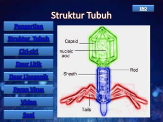Pengertian

Struktur Tubuh
Ciri-ciri
Daur Litik
Daur Lisogenik

Peran Virus
Video
Soal

 
