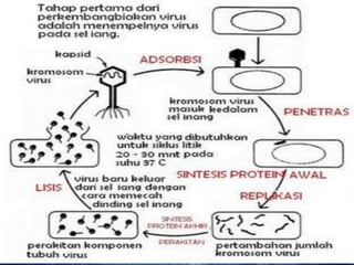 Pengertian

Struktur Tubuh
Ciri-ciri
Daur Litik
Daur Lisogenik

Peran Virus
Video
Soal

 