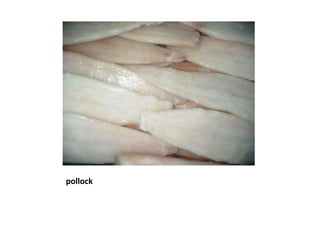 pollock 