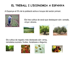 EL TREBALL I L’ECONOMIA A ESPANYA A Espanya el 5% de la població activa s’ocupa del sector primari. Els tres cultius de secà que destaquen són: cereals, vinya i olivera. Els cultius de regadiu més destacats són: arroç, remolatxa sucrera, fruites, horalisses o llegums. 