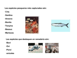 Les espècies pesqueres més capturades són:  Lluç Sardina Anxova Bonito Tonyina Bessuc Mariscos Les espècies que destaquen en ramaderia són: Boví Oví Porcí avícoles 
