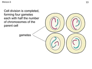 Cell division is completed,
forming four gametes
each with half the number
of chromosomes of the
parent cell
gametes
13Meiosis 6
 